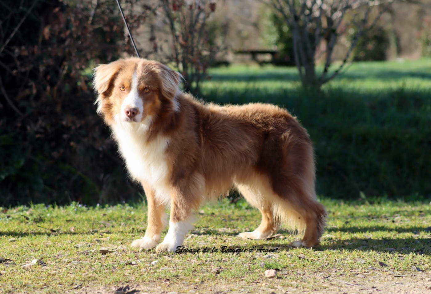 Publication : De La Bergerie D'Argent