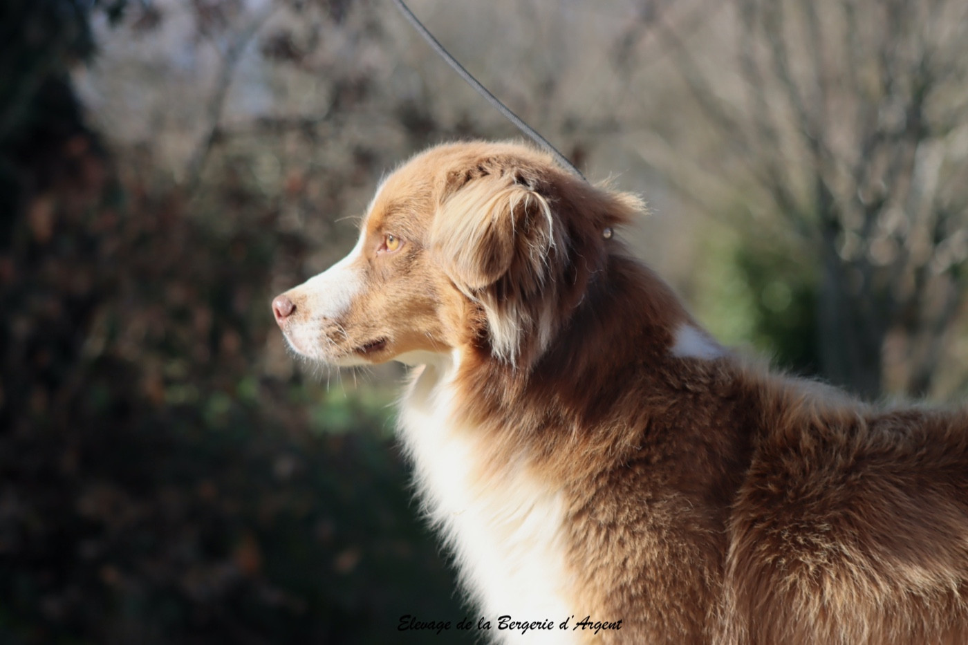 Publication : De La Bergerie D'Argent