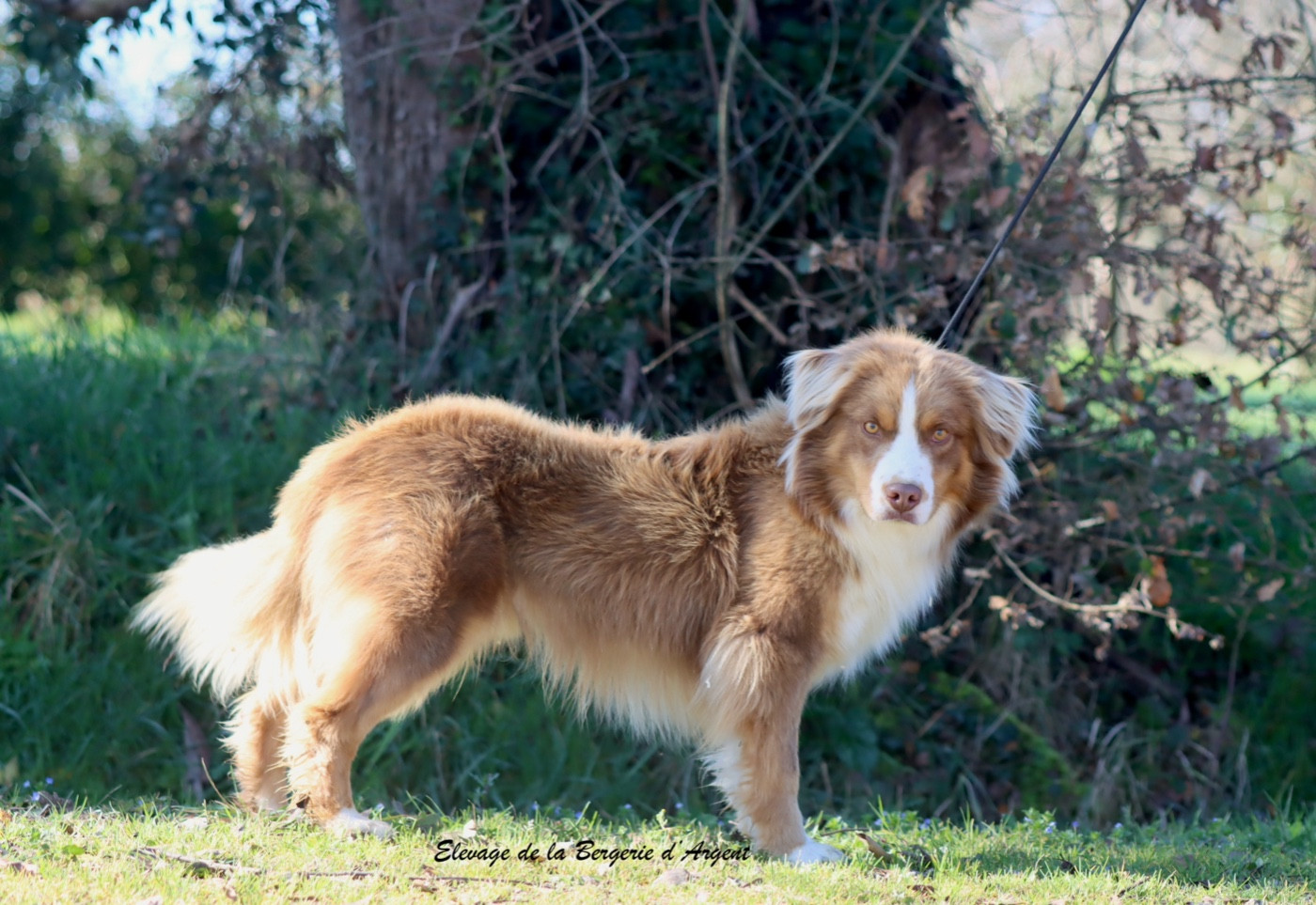 Publication : De La Bergerie D'Argent