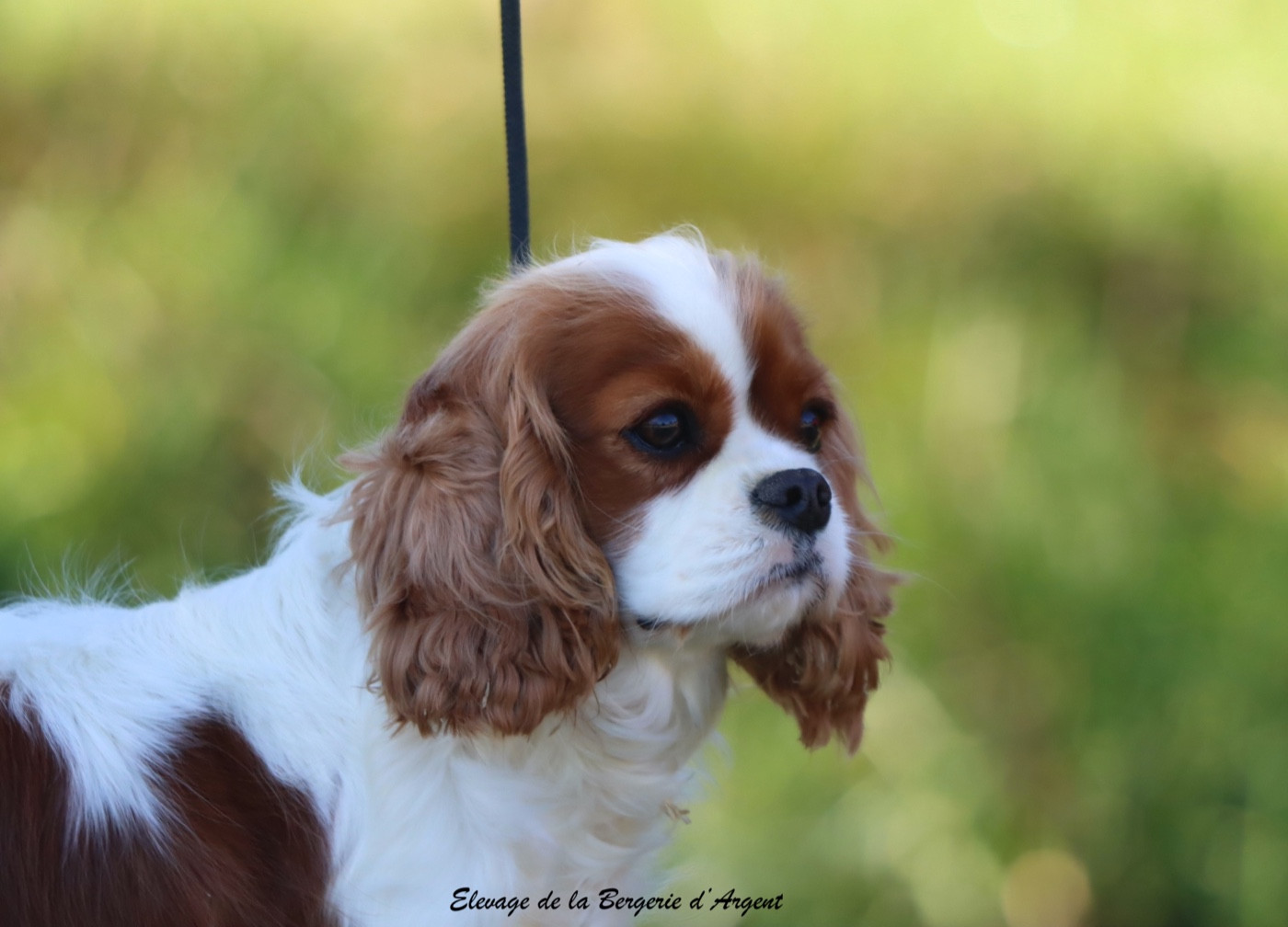 Vicky De La Bergerie D'Argent