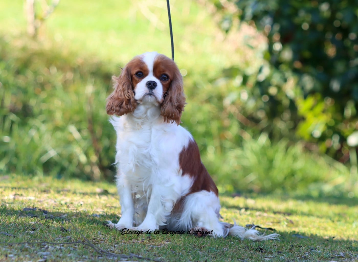 Vicky De La Bergerie D'Argent