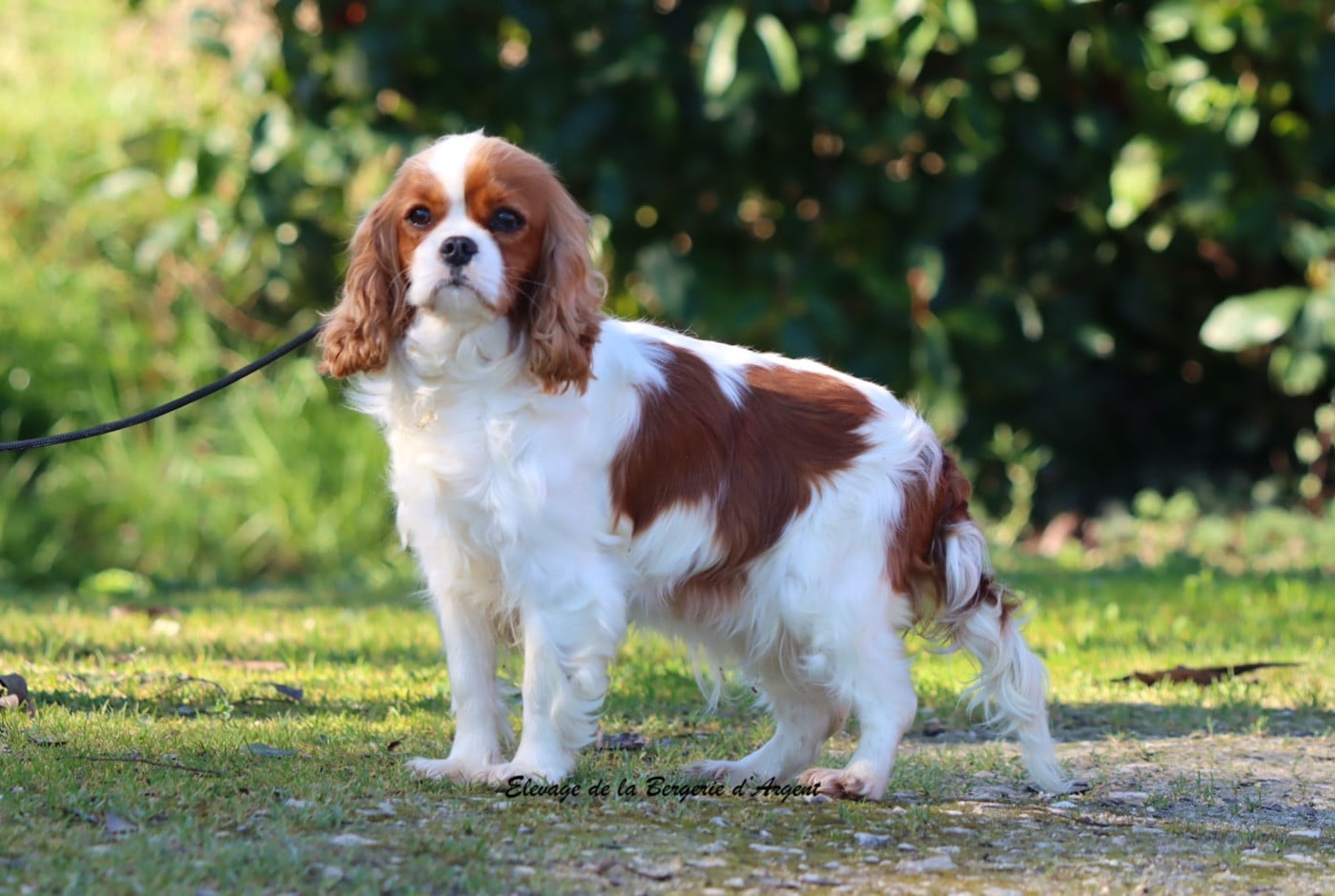 Vicky De La Bergerie D'Argent