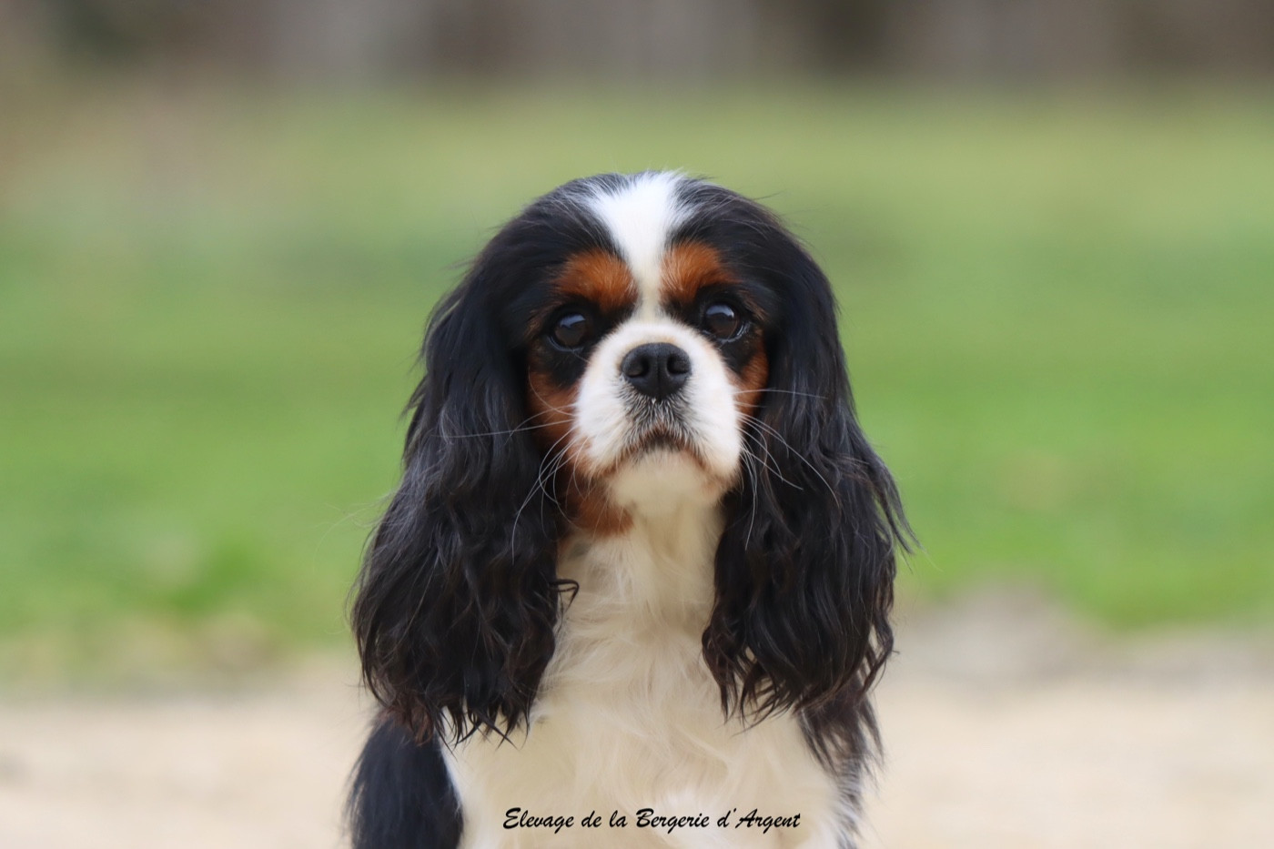 Publication : De La Bergerie D'Argent