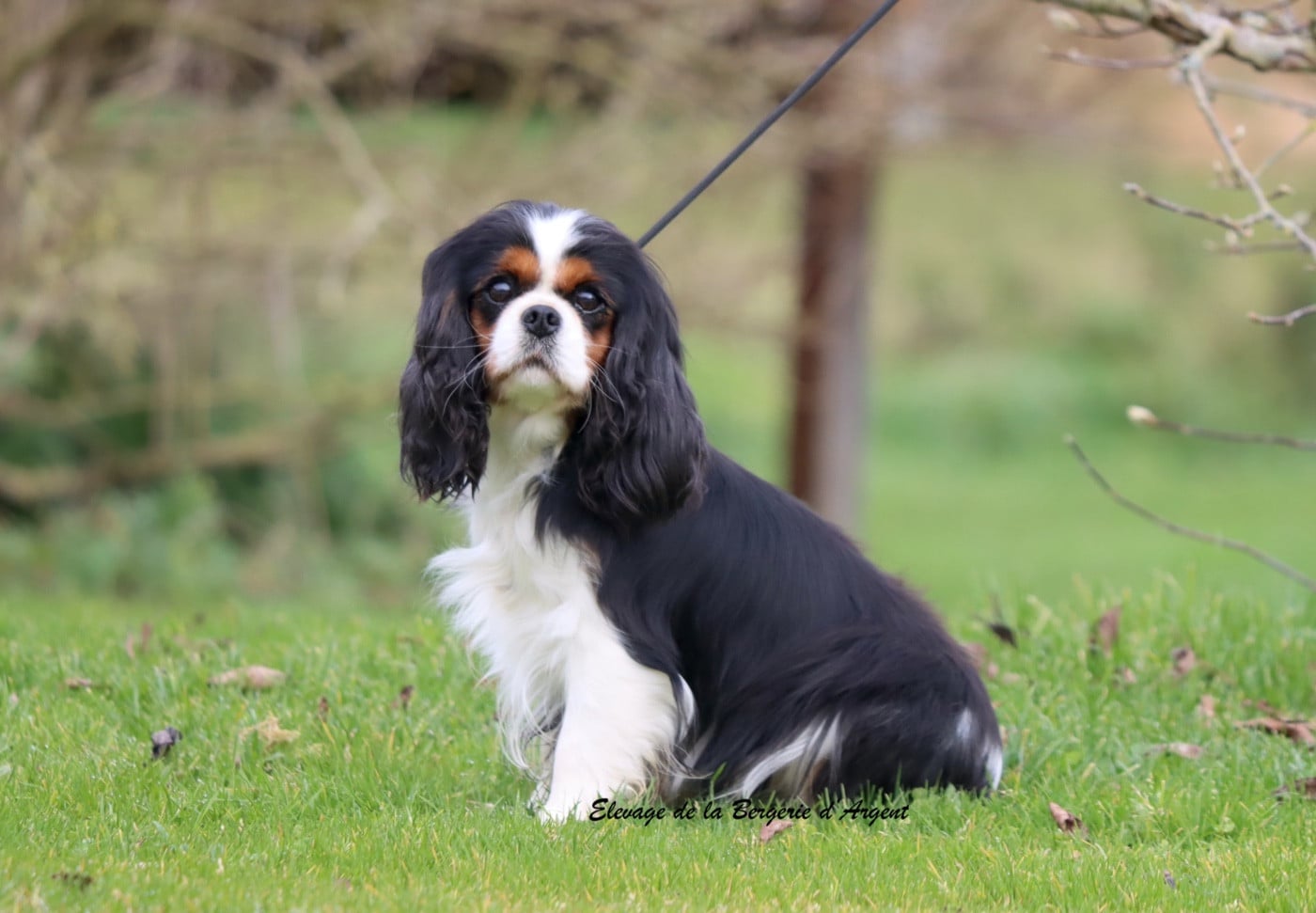 Publication : De La Bergerie D'Argent