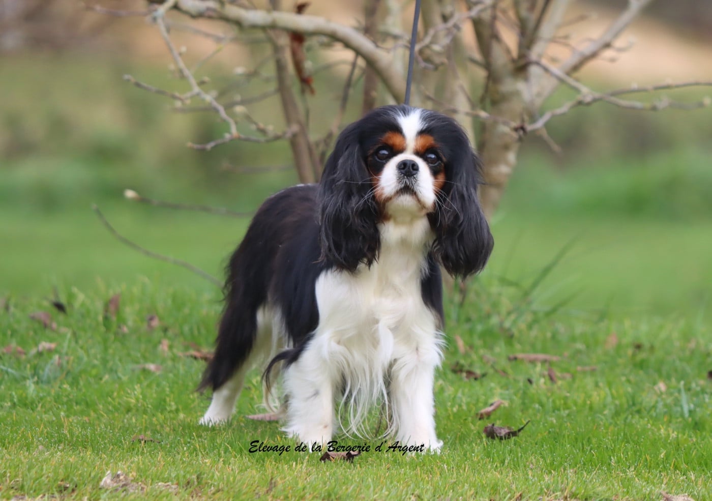 Publication : De La Bergerie D'Argent