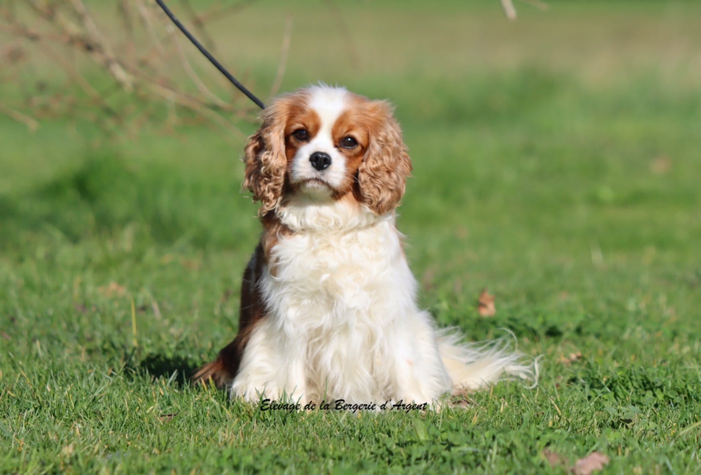 Publication : De La Bergerie D'Argent