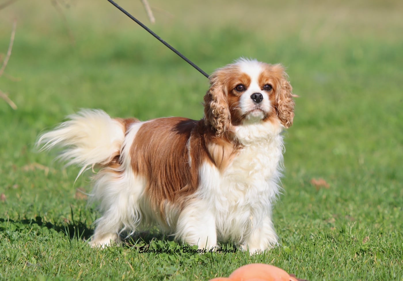 Publication : De La Bergerie D'Argent