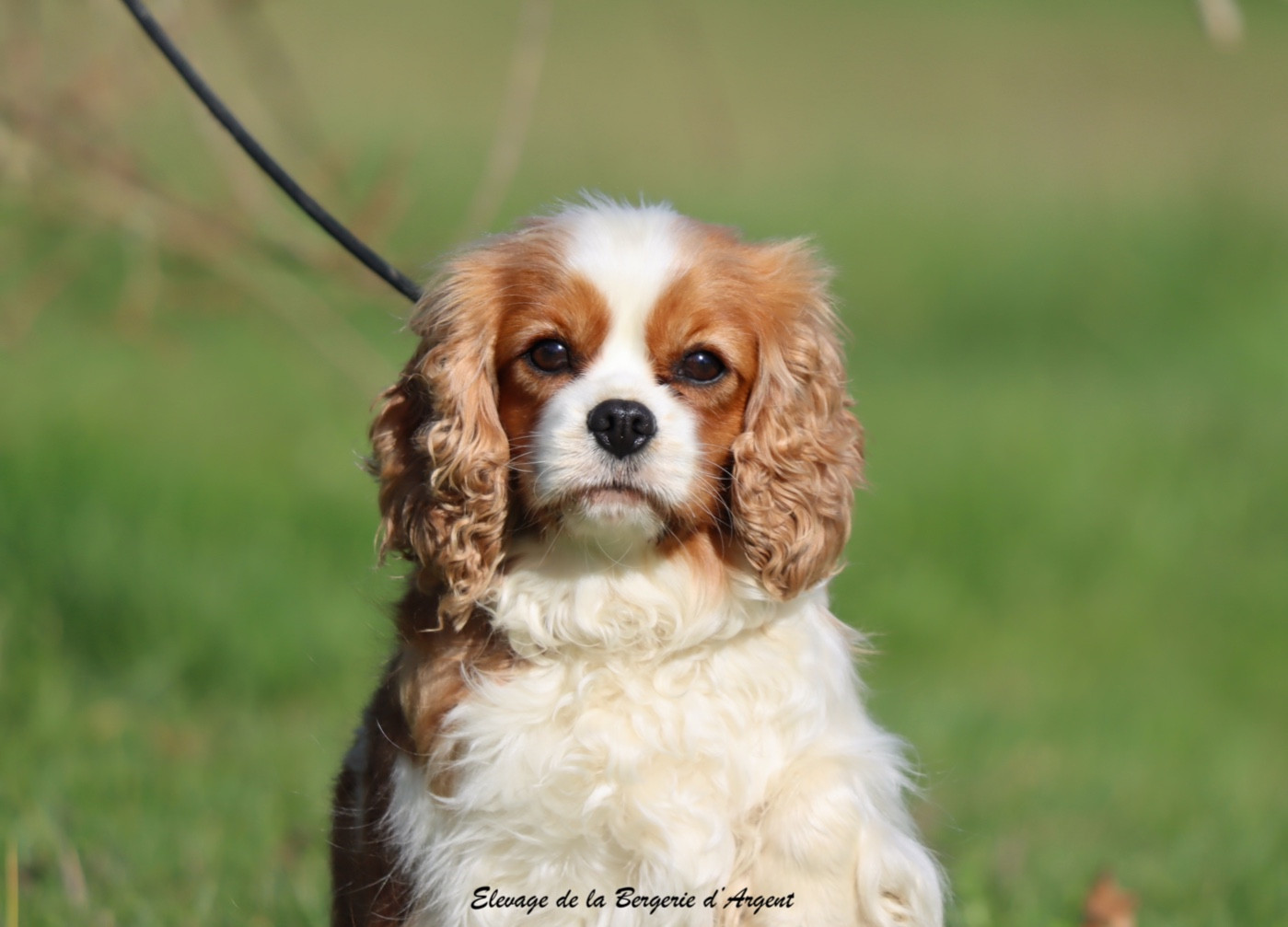 Publication : De La Bergerie D'Argent