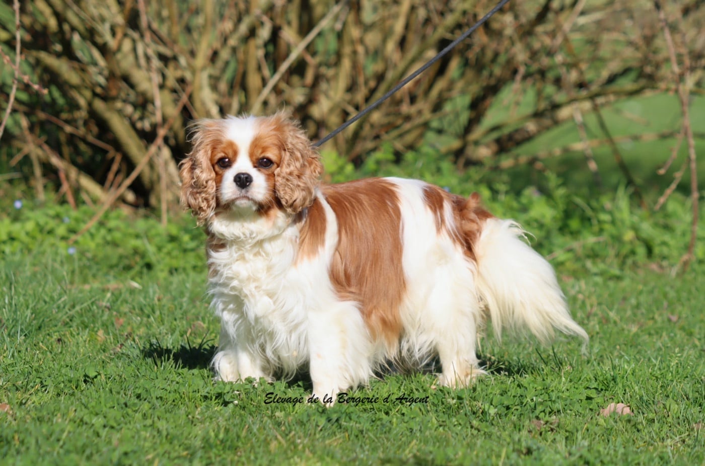 Publication : De La Bergerie D'Argent