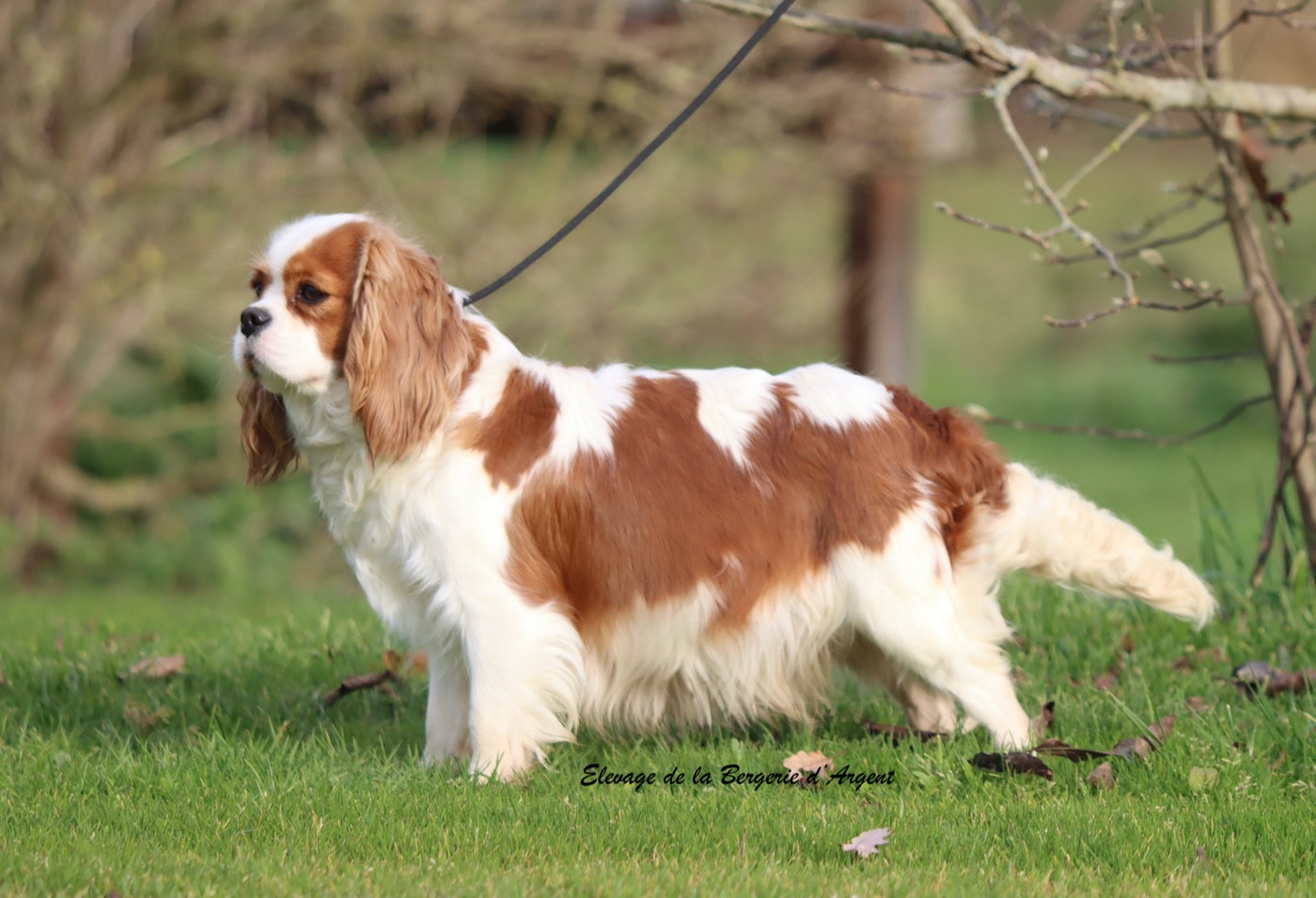Ulotte De La Bergerie D'Argent