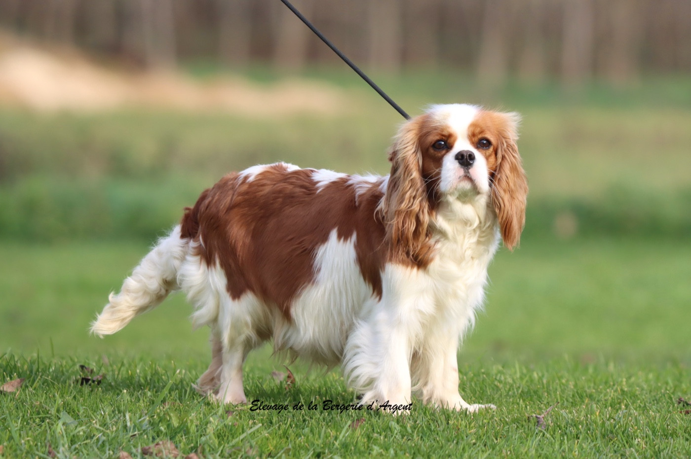 Ulotte De La Bergerie D'Argent
