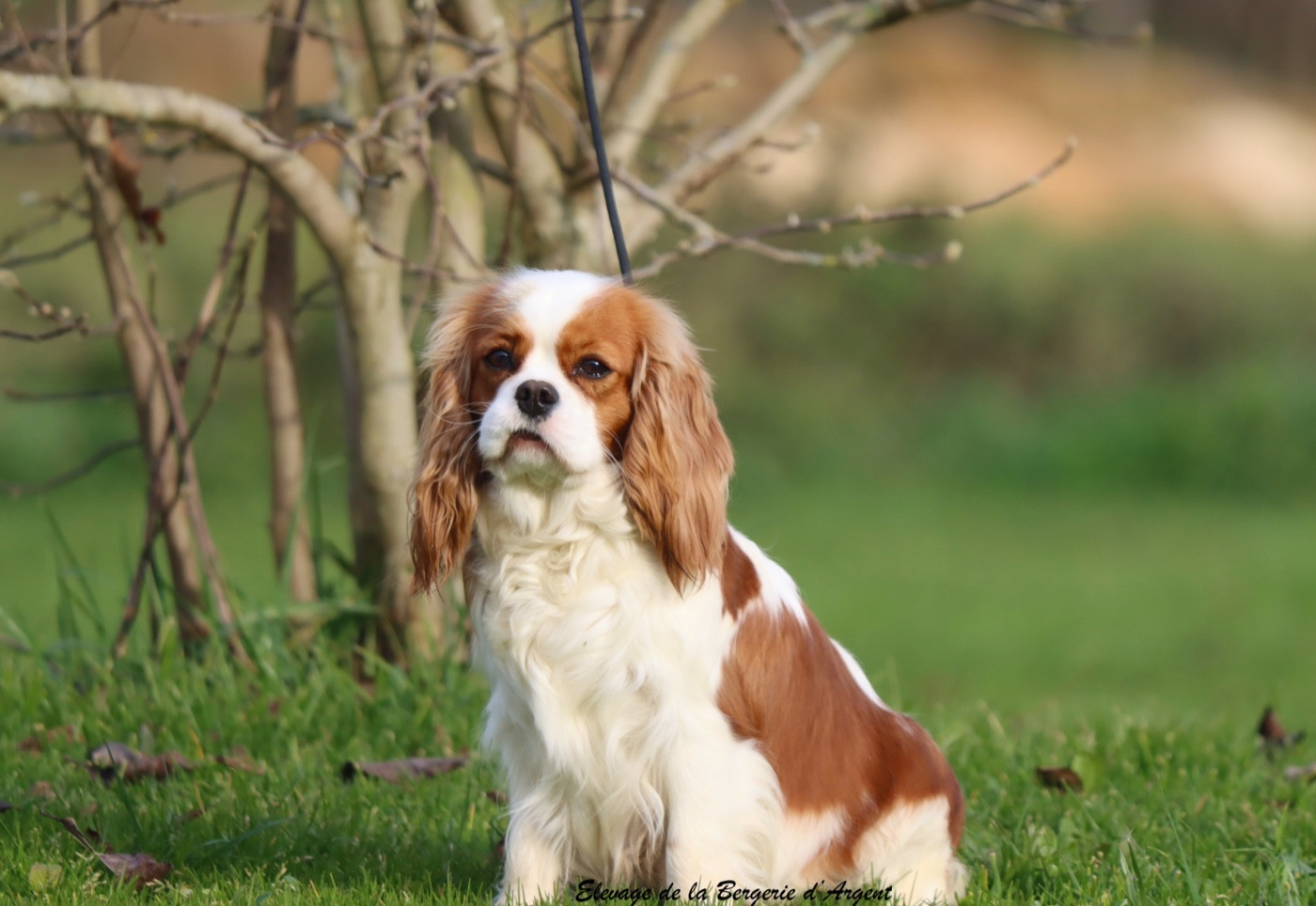 Ulotte De La Bergerie D'Argent