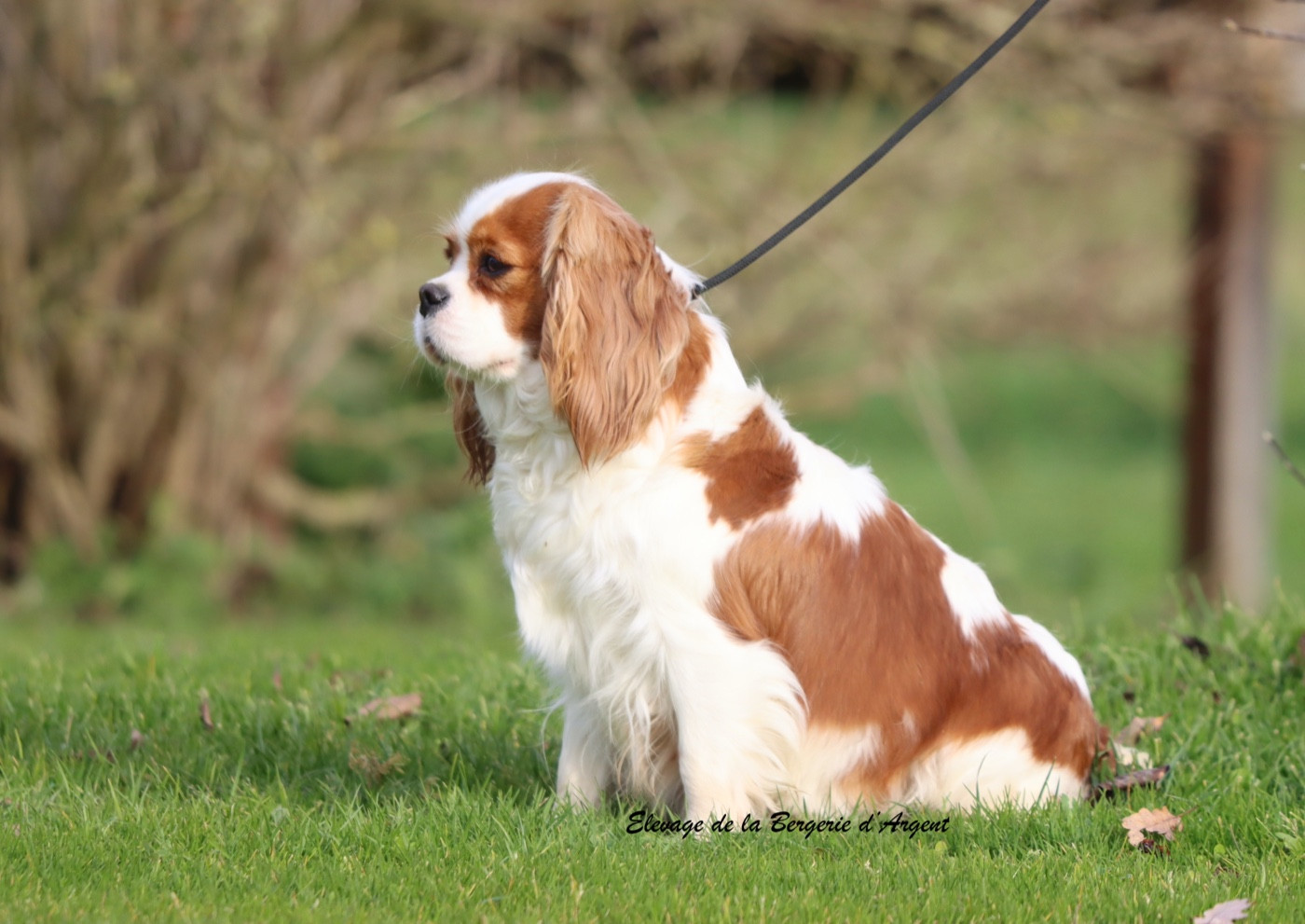 Ulotte De La Bergerie D'Argent