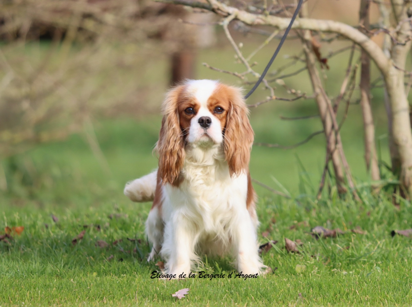 Ulotte De La Bergerie D'Argent