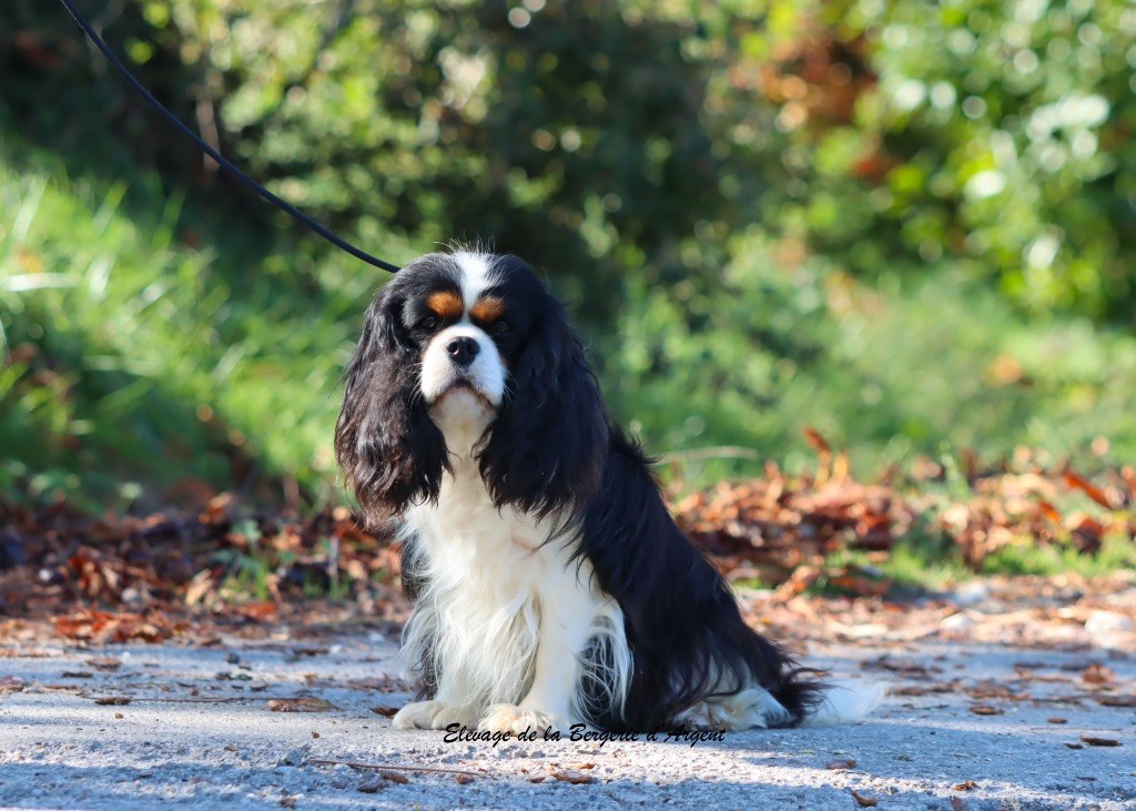 Tania de la bergerie d'argent