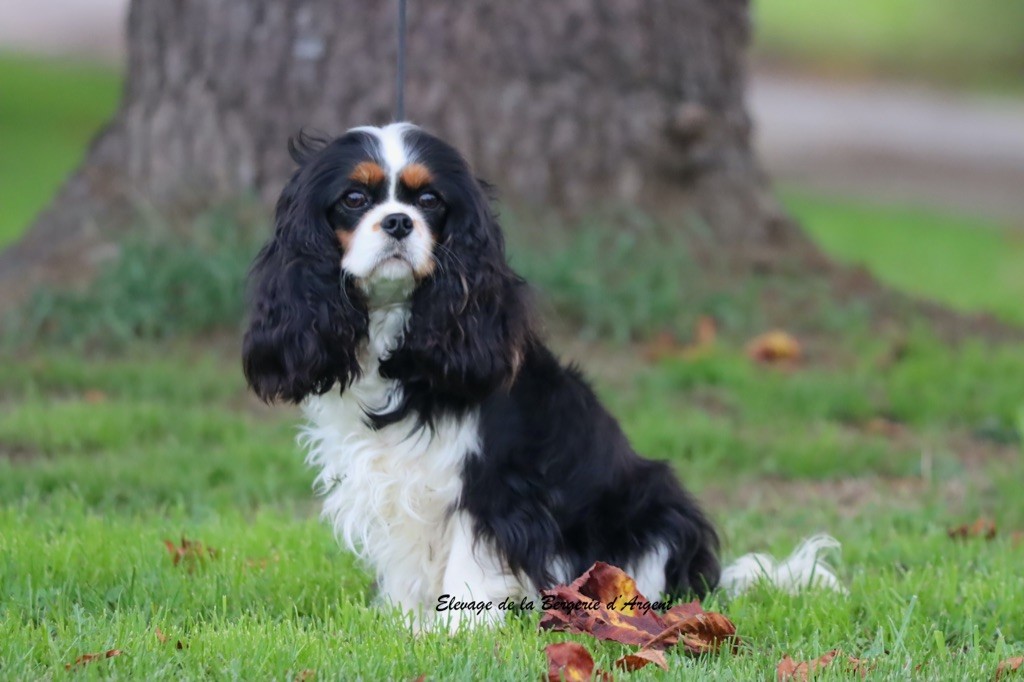 Vanelope de la bergerie d'argent