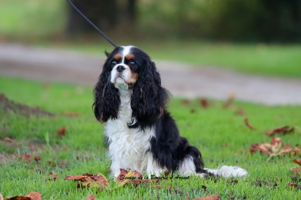 Vanelope de la bergerie d'argent