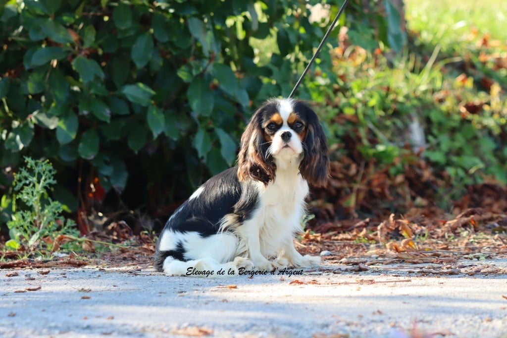 Vanille de la bergerie d'argent