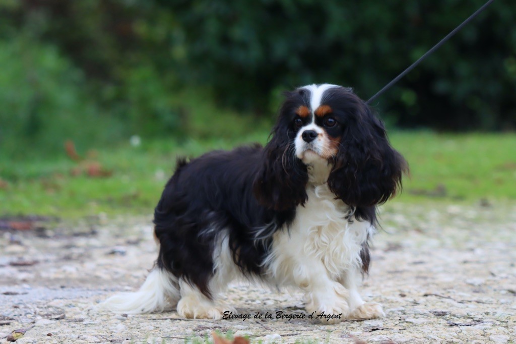 Vanelope de la bergerie d'argent