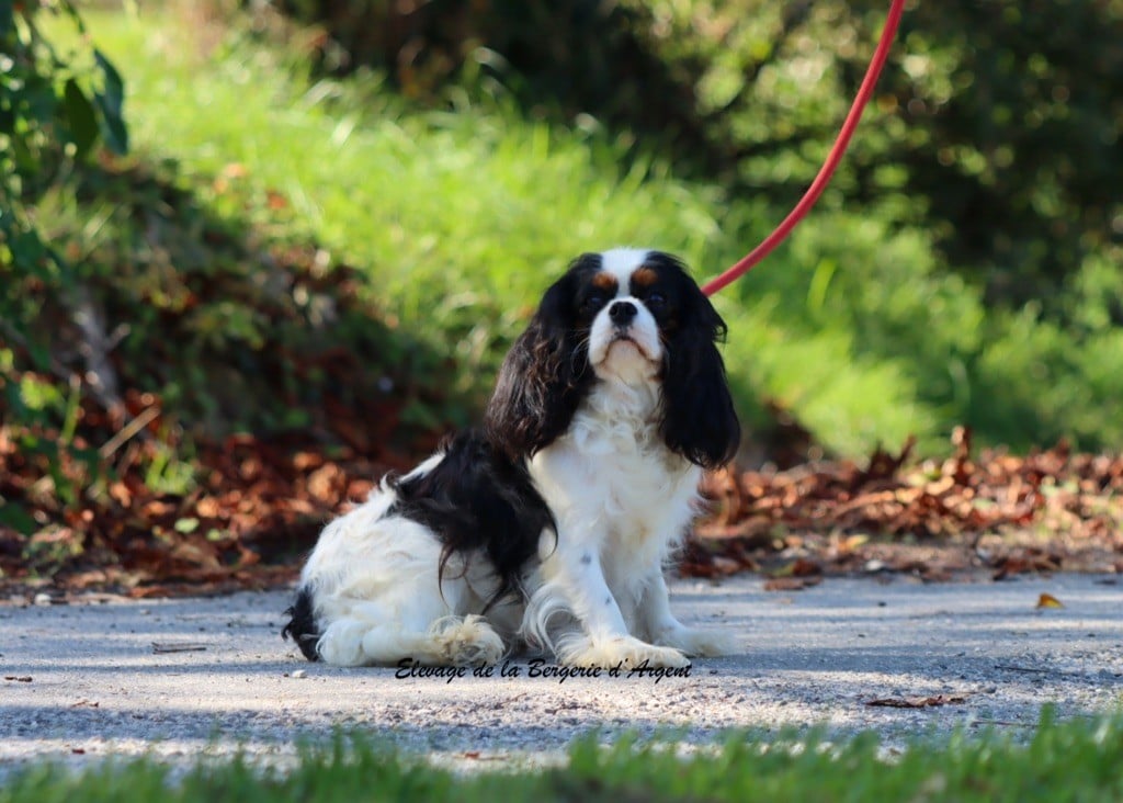 Upper de la bergerie d'argent