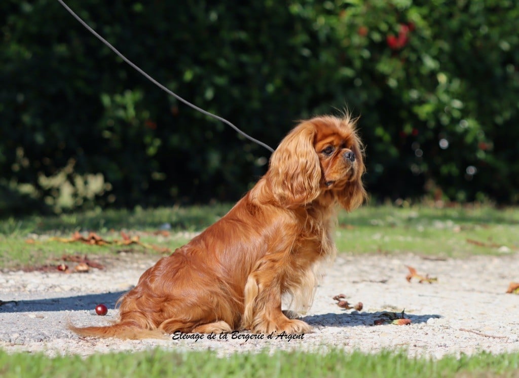 Supreme star prince a pretty cavalier king charles