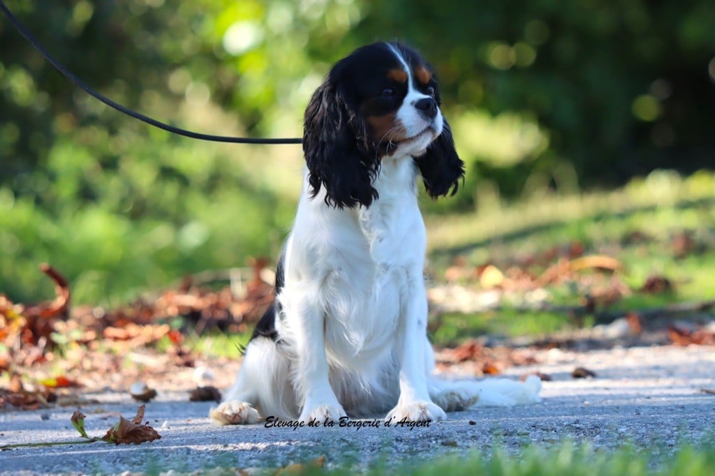 Venezia de la bergerie d'argent