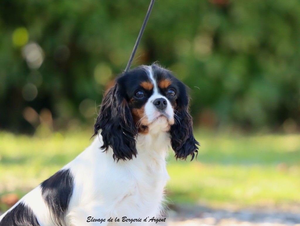 Venezia de la bergerie d'argent