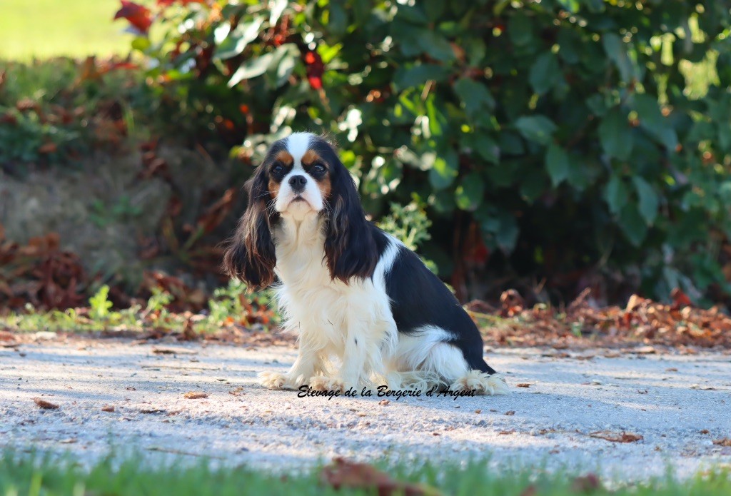 Vanille de la bergerie d'argent