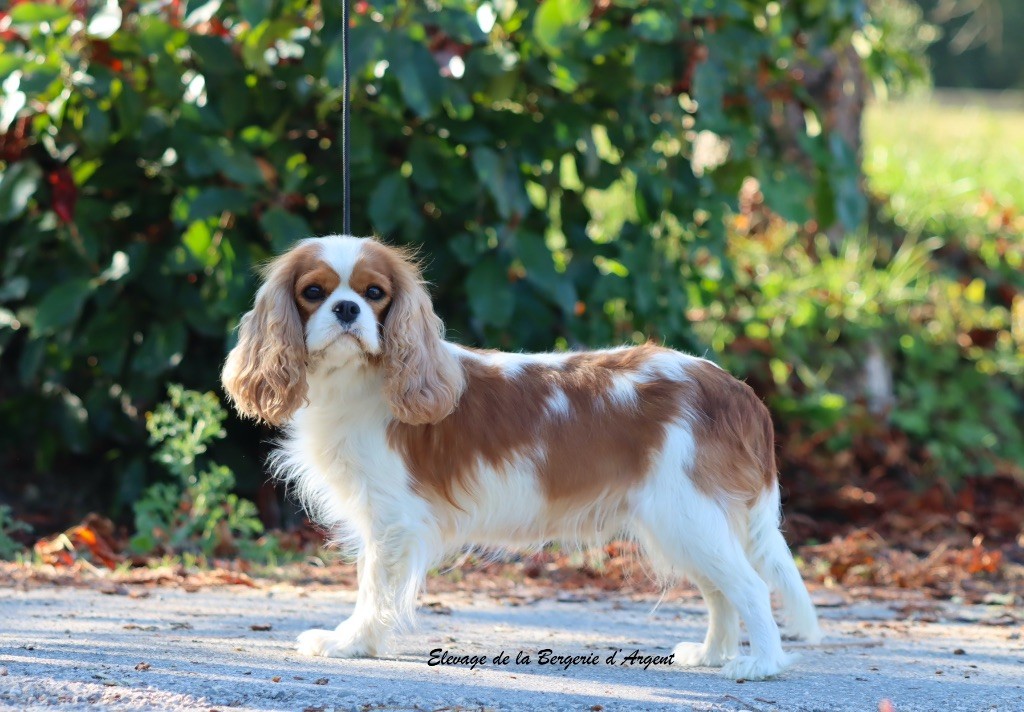 Sasha de la bergerie d'argent