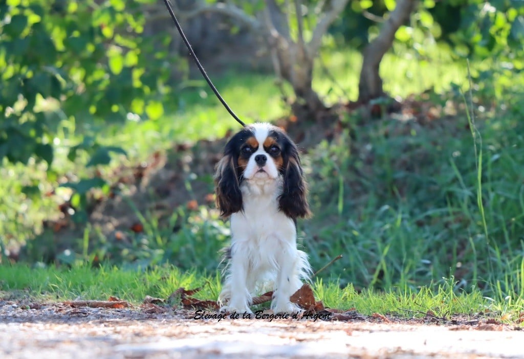 Vanille de la bergerie d'argent