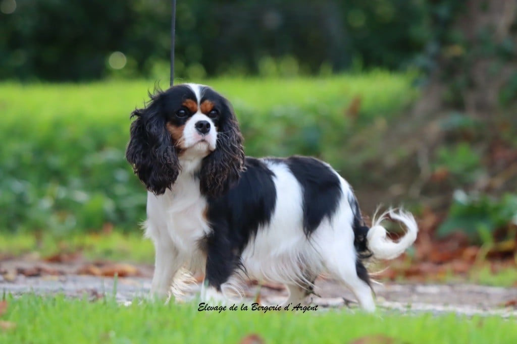 Shanel de la bergerie d'argent