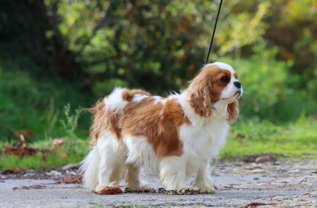 Ursinia de la bergerie d'argent