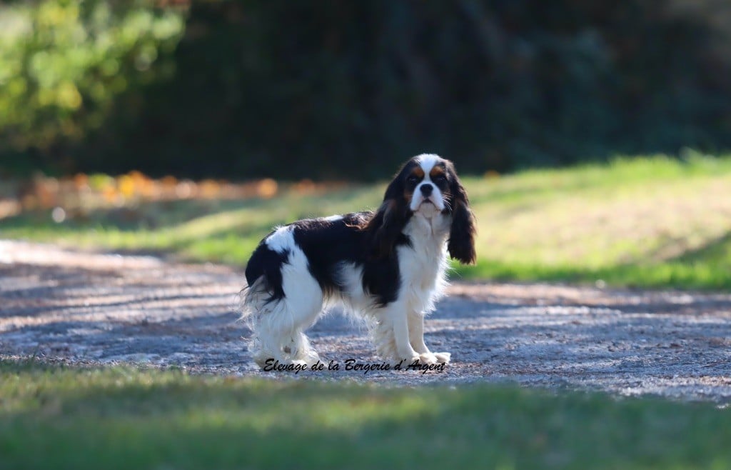 Vanille de la bergerie d'argent