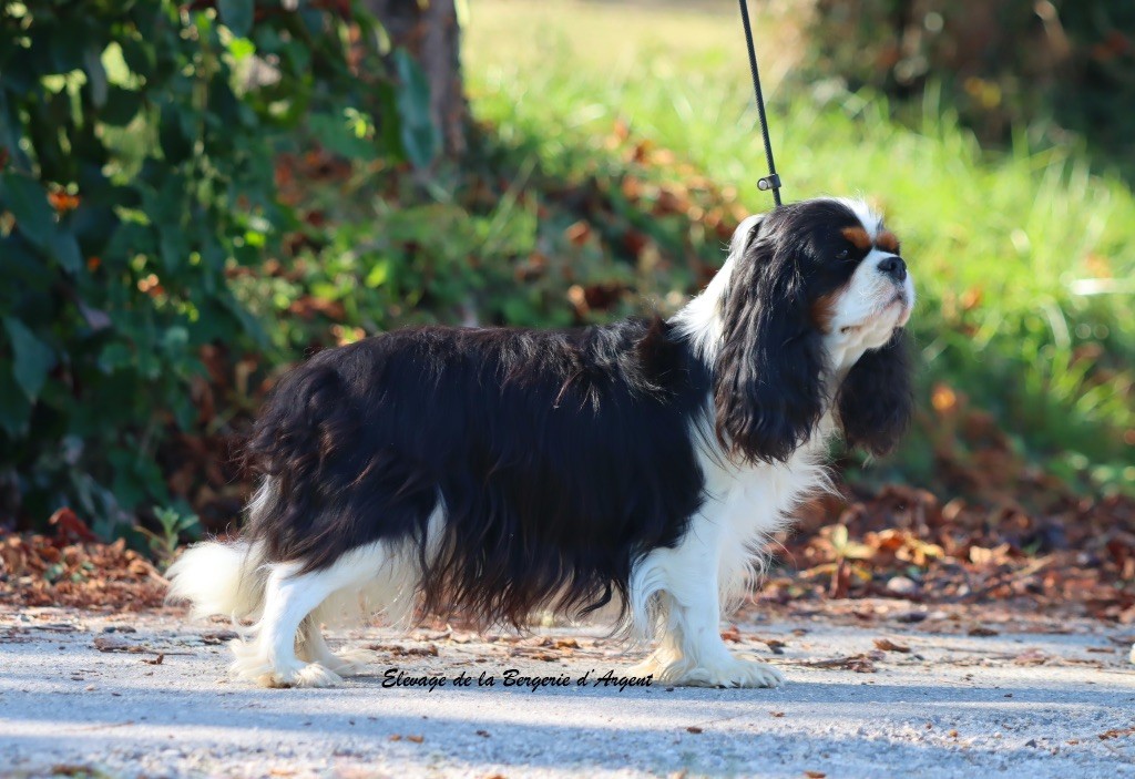 Tania de la bergerie d'argent