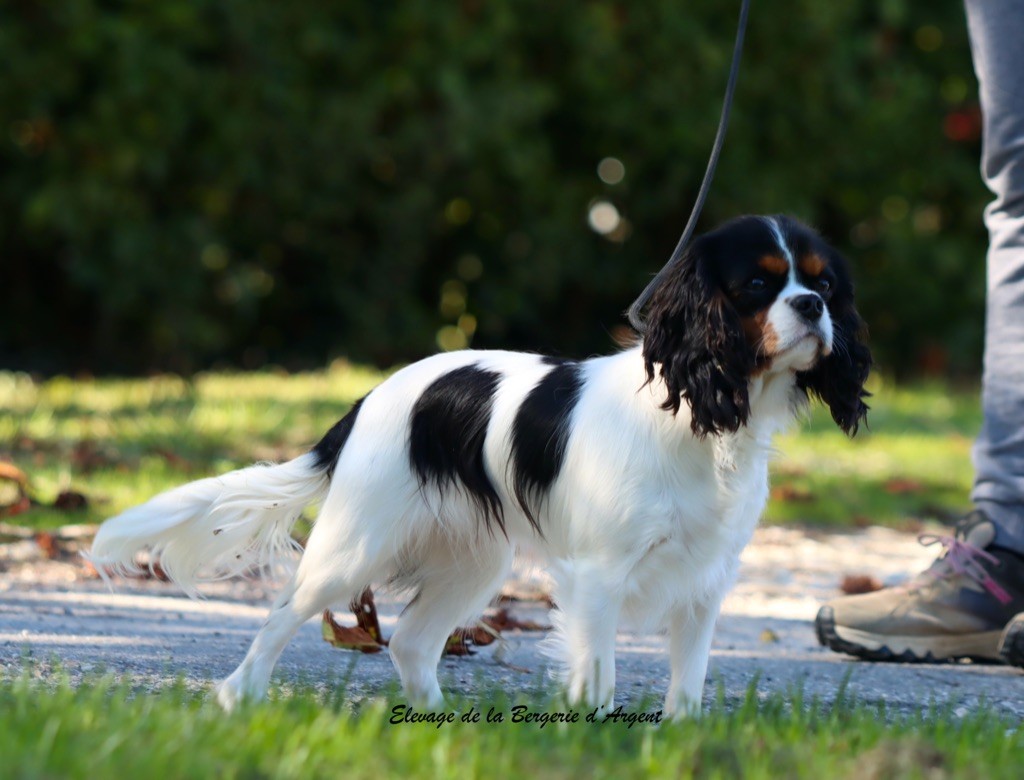 Venezia de la bergerie d'argent