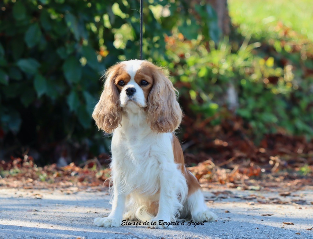 Sasha de la bergerie d'argent