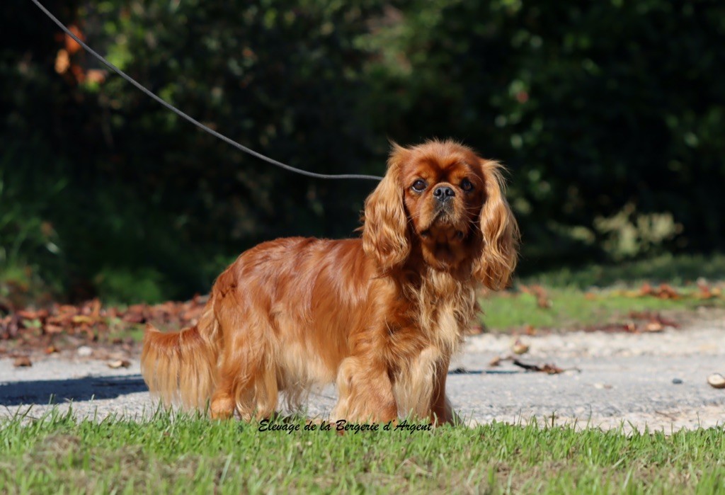 Supreme star prince a pretty cavalier king charles