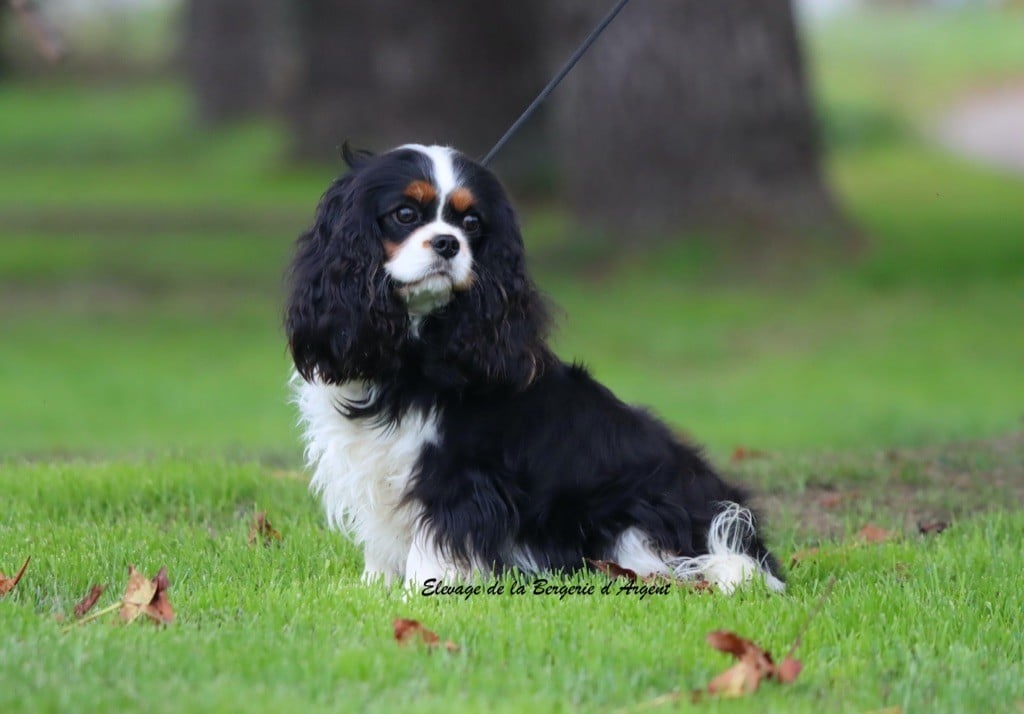 Vanelope de la bergerie d'argent