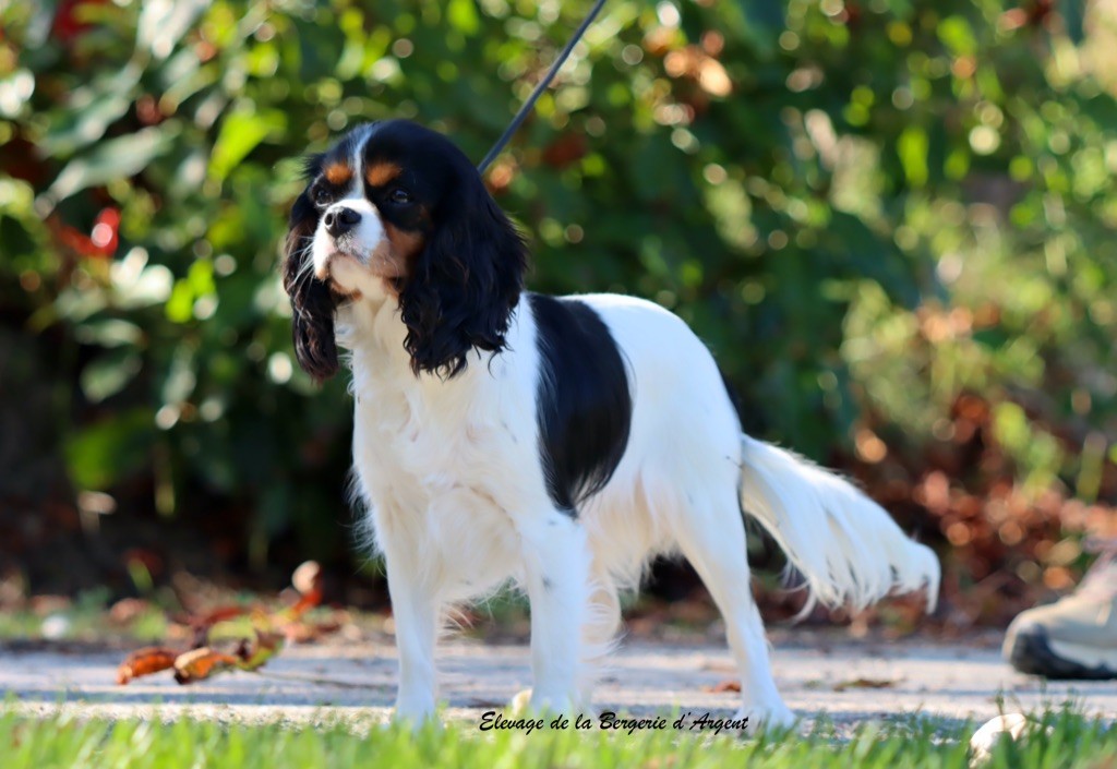Venezia de la bergerie d'argent