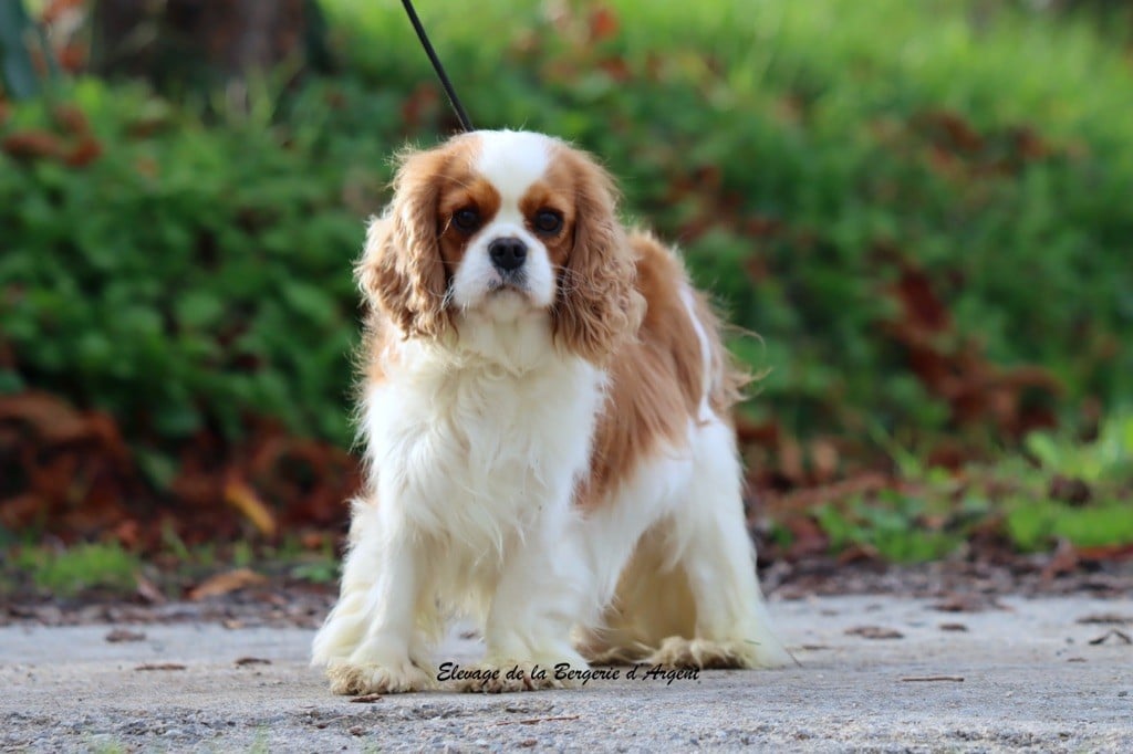 Ursinia de la bergerie d'argent