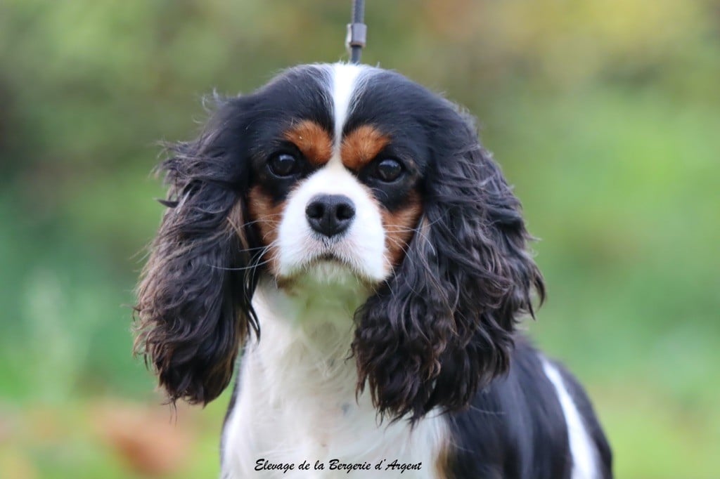 Shanel de la bergerie d'argent