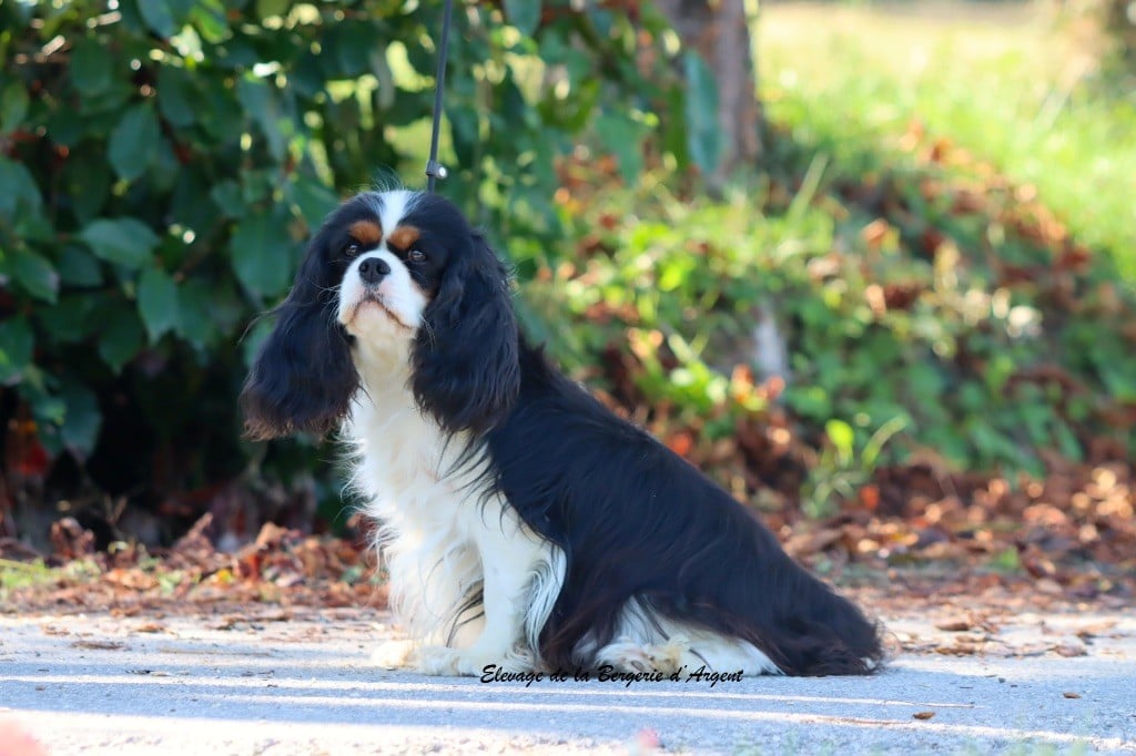 Tania de la bergerie d'argent