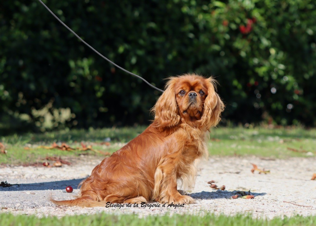 Supreme star prince a pretty cavalier king charles