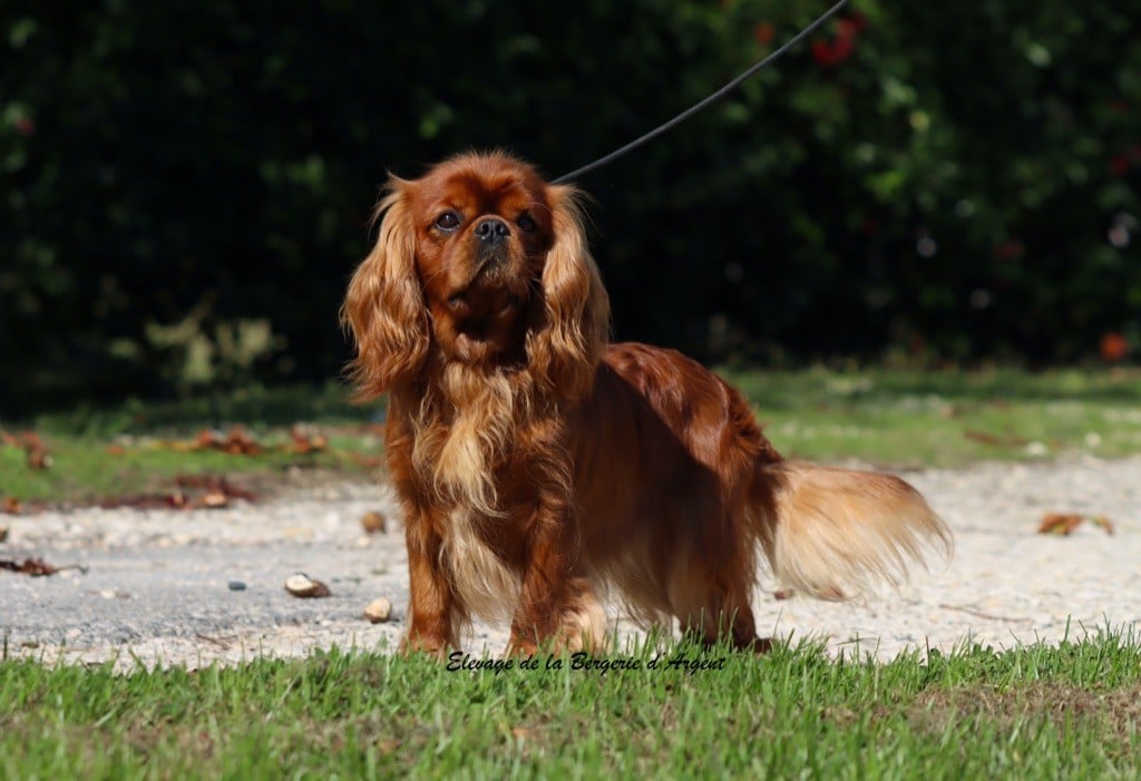 Supreme star prince a pretty cavalier king charles