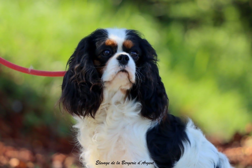Upper de la bergerie d'argent