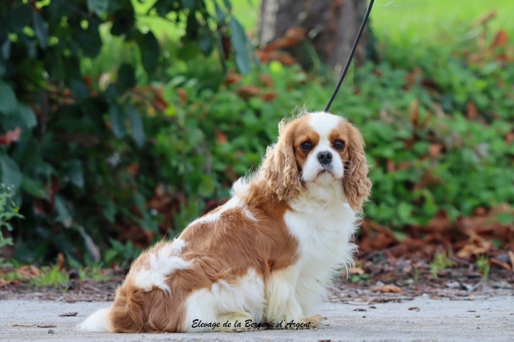 Ursinia de la bergerie d'argent