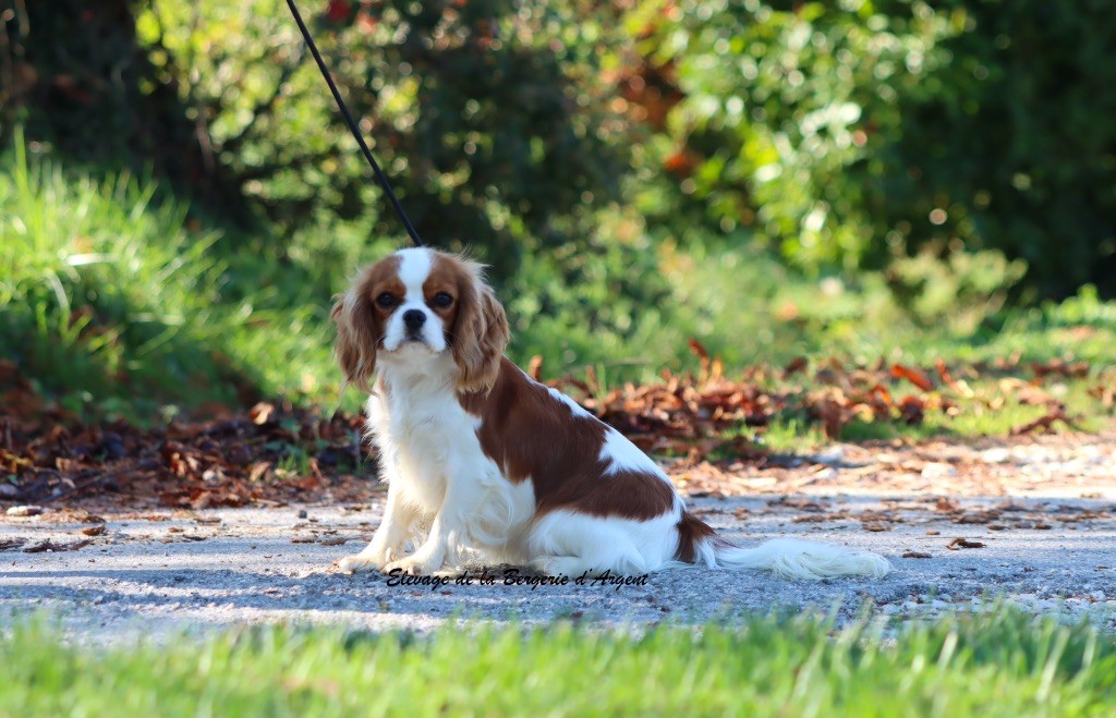 Vie damour de la bergerie d'argent