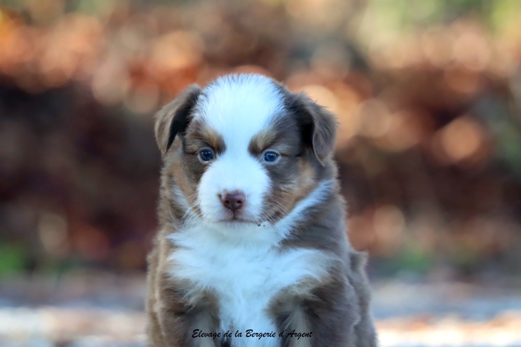 A... de la Bergerie d'Argent