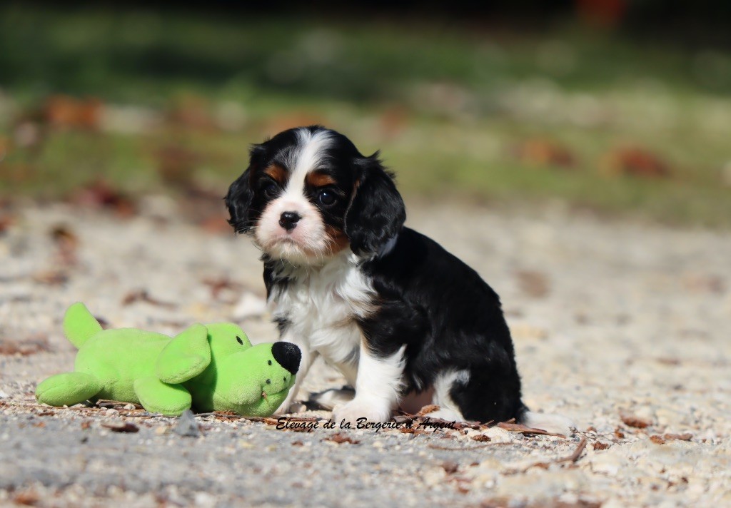A... de la Bergerie d'Argent