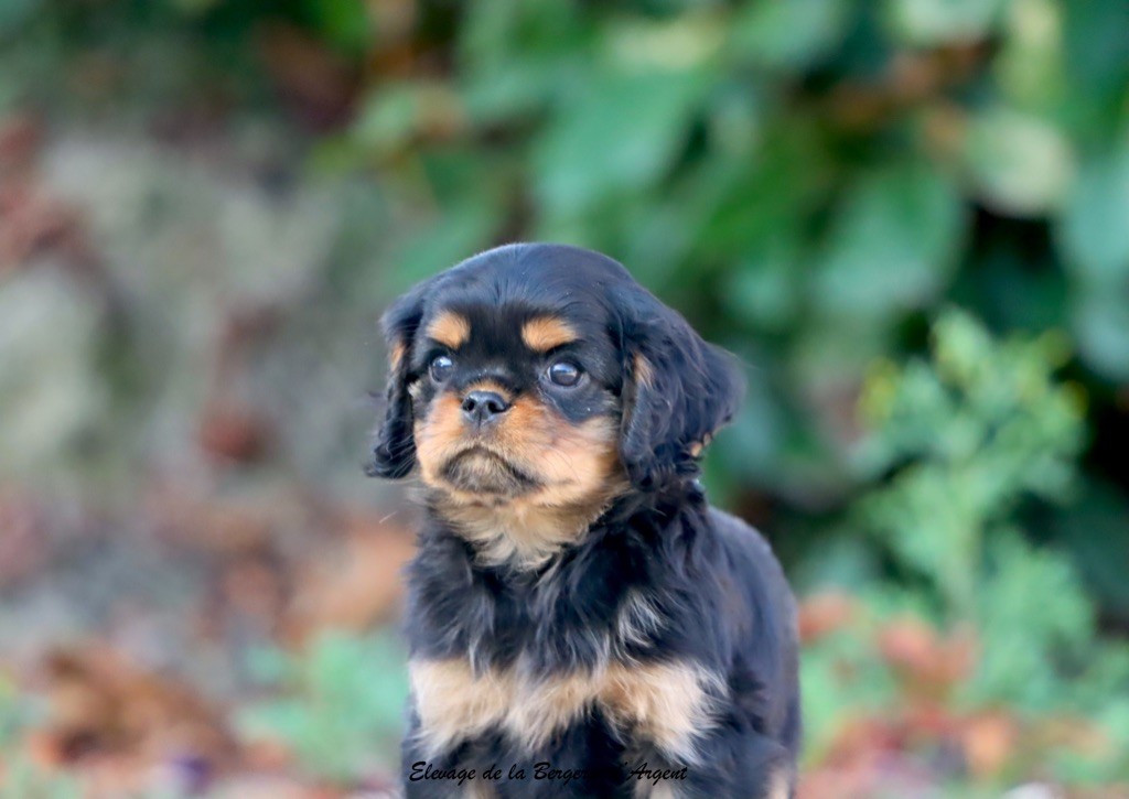 Appy de la Bergerie d'Argent